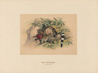 Les Bassaris - Joseph Wolf — weergave van het kunstwerk