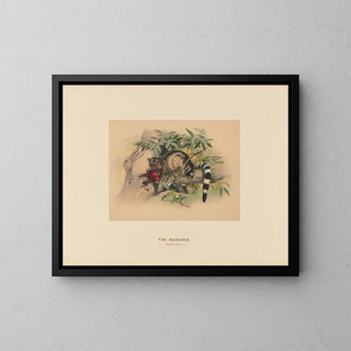 Les Bassaris - Joseph Wolf — ingelijst kunstwerk aan de muur