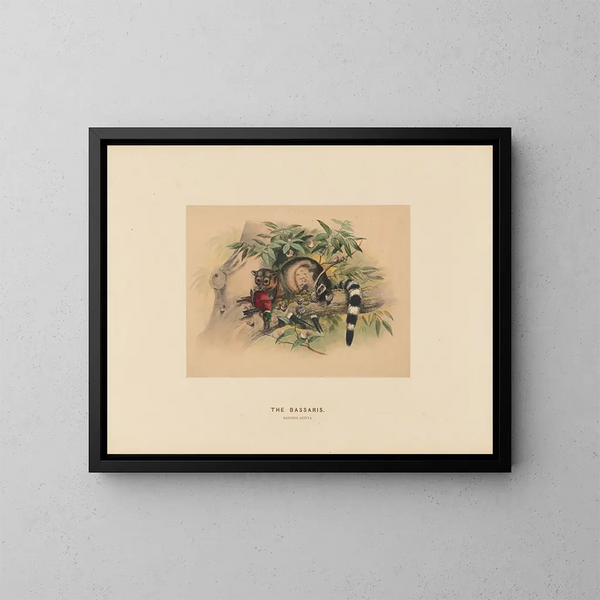 Les Bassaris - Joseph Wolf — ingelijst kunstwerk aan de muur