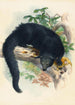 Le Binturong - Joseph Wolf — weergave van het kunstwerk