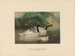 Joseph Wolf - The Blacknecked Swan.webp