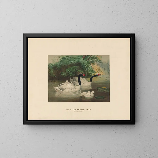 De zwaan met zwarte hals - Joseph Wolf — ingelijst kunstwerk aan de muur