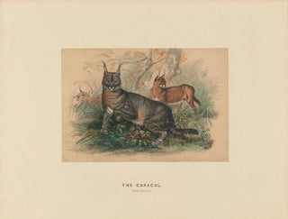 Le Caracal - Joseph Wolf — weergave van het kunstwerk