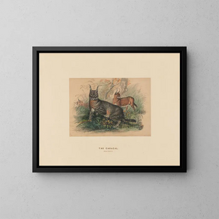 Le Caracal - Joseph Wolf — ingelijst kunstwerk aan de muur
