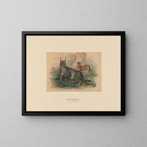 Le Caracal - Joseph Wolf — ingelijst kunstwerk aan de muur