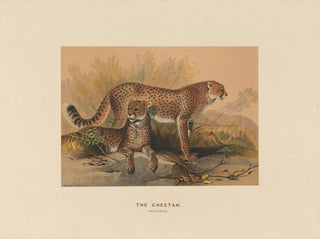 Joseph Wolf - The Cheetah.webp