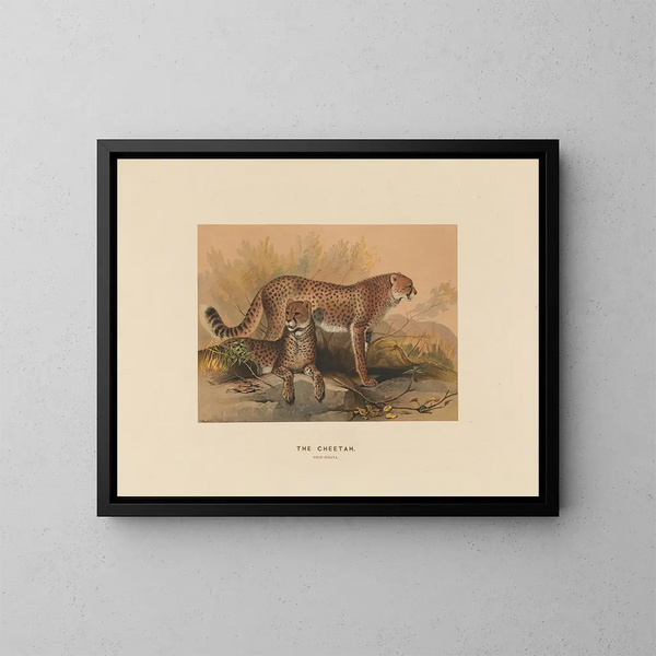 De luipaard - Joseph Wolf — ingelijst kunstwerk aan de muur