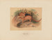 L'Eyra - Joseph Wolf — artwork view