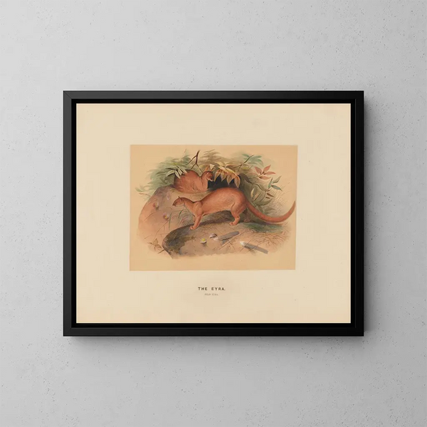 L'Eyra - Joseph Wolf — ingelijst kunstwerk aan de muur