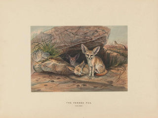 De fennec - Joseph Wolf — weergave van het kunstwerk