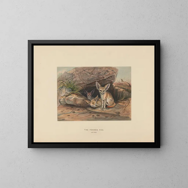 De fennec - Joseph Wolf — ingelijst kunstwerk aan de muur
