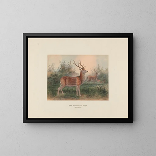 Joseph Wolf - The Formosan Deer.webp