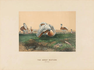 Joseph Wolf - The Great Bustard.webp