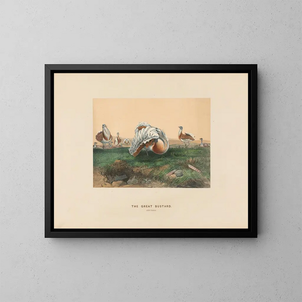 Le Grand Outarde - Joseph Wolf — ingelijst kunstwerk aan de muur