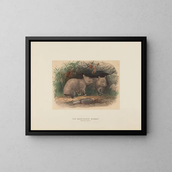Le wombat à nez poilu - Joseph Wolf — ingelijst kunstwerk aan de muur