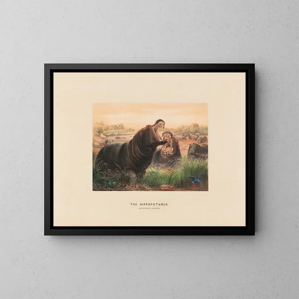 L'Hippopotame - Joseph Wolf — ingelijst kunstwerk aan de muur