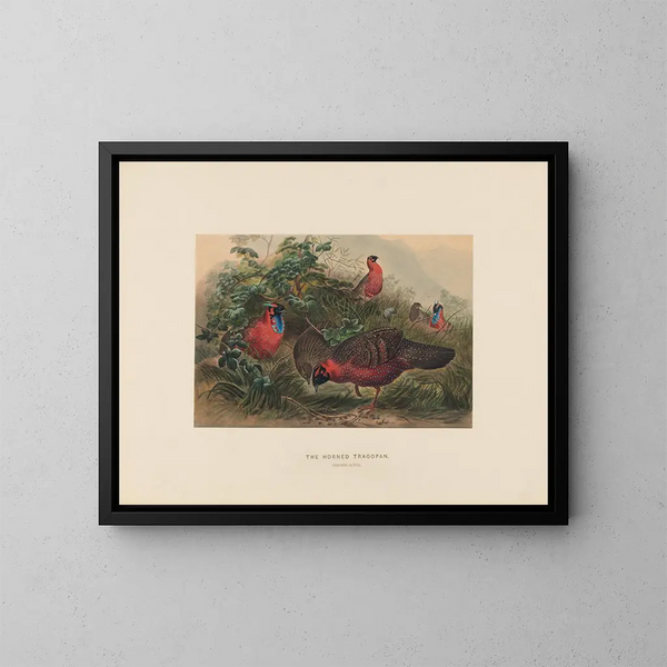 Le Tragopan cornu - Joseph Wolf — ingelijst kunstwerk aan de muur