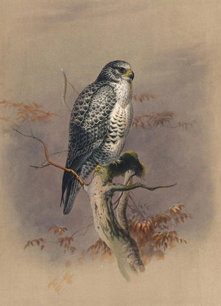 Joseph Wolf - The Iceland Falcon.webp