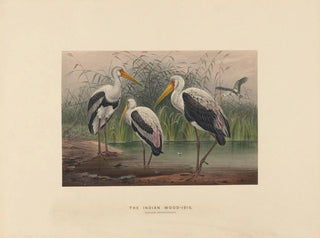 L'ibis des marais indien - Joseph Wolf — weergave van het kunstwerk