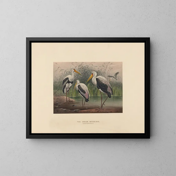 L'ibis des marais indien - Joseph Wolf — ingelijst kunstwerk aan de muur