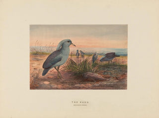 Le Kagu - Joseph Wolf — weergave van het kunstwerk