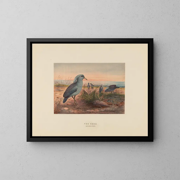 Le Kagu - Joseph Wolf — ingelijst kunstwerk aan de muur