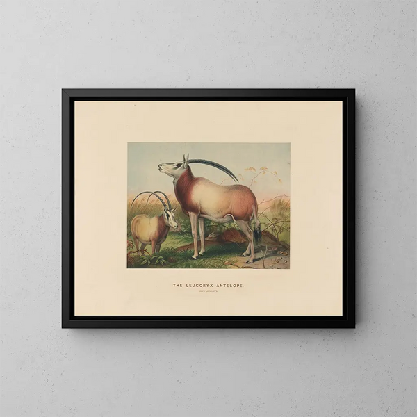 L'antilope leucoryx - Joseph Wolf — ingelijst kunstwerk aan de muur