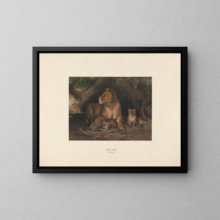 Joseph Wolf - The Lion.webp