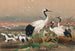 De Mandarijnse Gans - Joseph Wolf — weergave van het kunstwerk