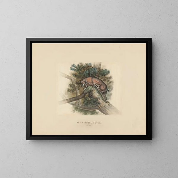 De Noorse lynx - Joseph Wolf — ingelijst kunstwerk aan de muur