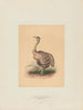 L'autruche - Joseph Wolf — artwork view