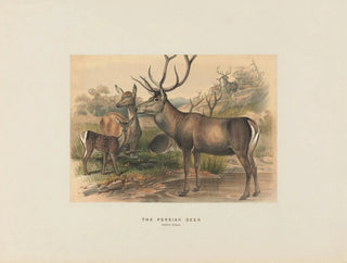 De Perzische Ezel - Joseph Wolf — weergave van het kunstwerk