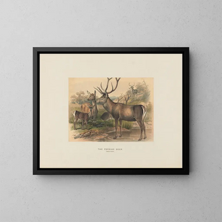 De Perzische Ezel - Joseph Wolf — ingelijst kunstwerk aan de muur