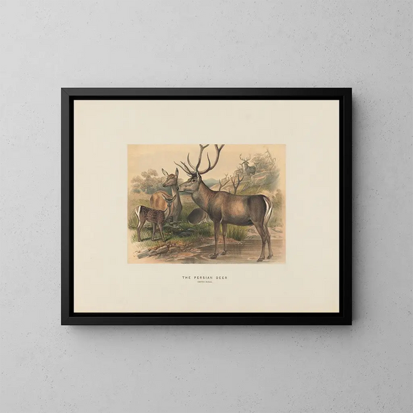 De Perzische Ezel - Joseph Wolf — ingelijst kunstwerk aan de muur