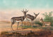 La gazelle persane - Joseph Wolf — weergave van het kunstwerk