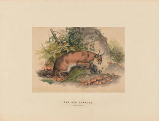 Le Caracal rouge - Joseph Wolf — weergave van het kunstwerk