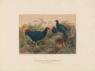Joseph Wolf - The Rufoustailed Pheasant.webp