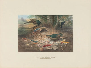 Le Ptilonorhynque à croupion satiné - Joseph Wolf — weergave van het kunstwerk