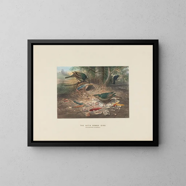 Le Ptilonorhynque à croupion satiné - Joseph Wolf — ingelijst kunstwerk aan de muur