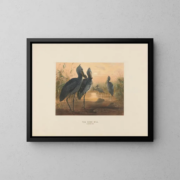 Le bec-en-sabot - Joseph Wolf — ingelijst kunstwerk aan de muur