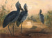 Le Bec-en-sabot - Joseph Wolf — weergave van het kunstwerk