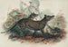 Le Thylacine - Joseph Wolf — weergave van het kunstwerk