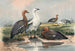 L'Oie upland - Joseph Wolf — weergave van het kunstwerk
