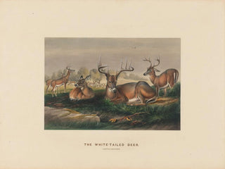De witte staarthert - Joseph Wolf — weergave van het kunstwerk