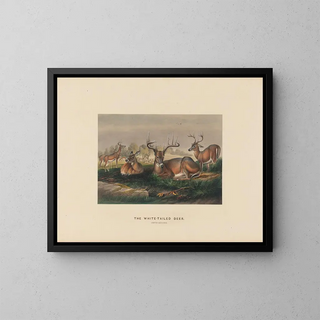 De witte staarthert - Joseph Wolf — ingelijst kunstwerk aan de muur