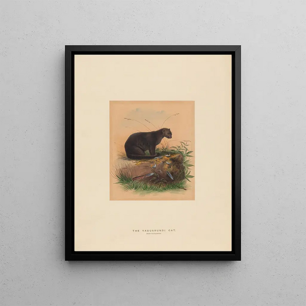 Joseph Wolf - The Yaguarundi Cat.webp