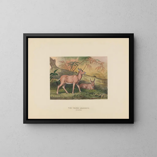 De jonge leucoryx - Joseph Wolf — ingelijst kunstwerk aan de muur