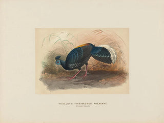 Joseph Wolf - Vieillots Firebacked Pheasant.webp