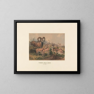 Joseph Wolf - Vignes Wild Sheep.webp