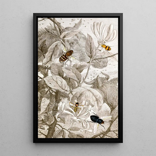 Jules Rothschild - Dipteres Pl XXIV.webp